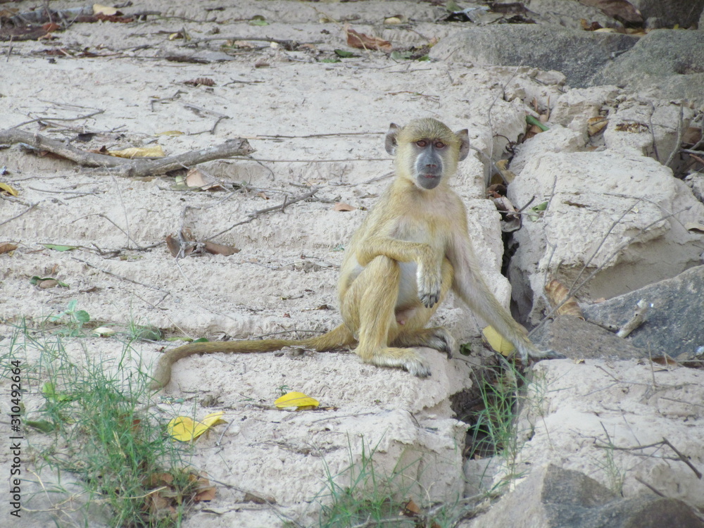 Obraz premium Juvenile male yellow baboon (Papio cynocephalus) sitting on a rock, Selous, Tanzania