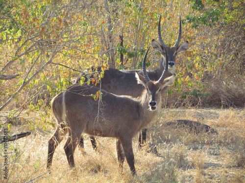 Canvas Print Two waterbuck (Kobus ellipsiprymnus) in a thicket, Selous, Tanzania