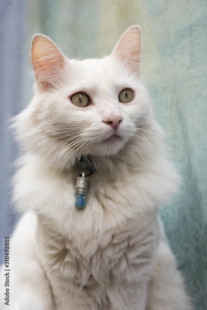 chat blanc sur fond coloré