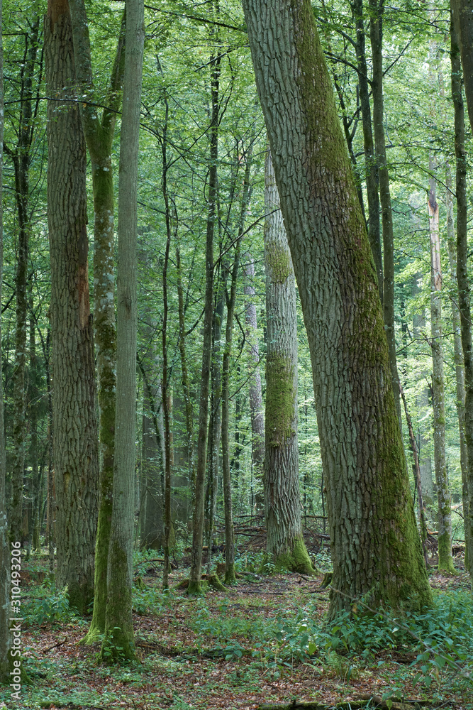 Summertime deciduous primeval tree stand Summertime deciduous primeval tree stand