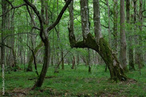 Natural deciduous stand in summer