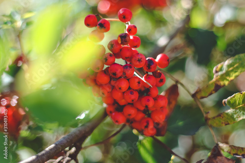 Rowan berries in the sun 