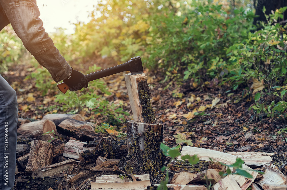 Fototapeta premium Man cuts a log with an industrial ax. Parts of the tree fly apart. A strong man holds an ax in his hands on a background of forest, firewood. A man lumberjack with an ax in his hand