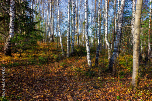 Fototapeta Naklejka Na Ścianę i Meble -  Landscape early autumn fir forest in the Ural mountains.