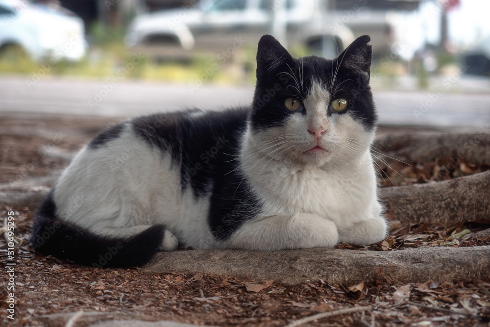 Cypriot street cat with a damaged ear