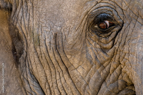 In the eye of an elephant