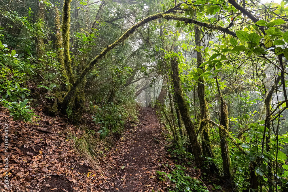Path into a mossy, humid forest. Anaga Tenerife Path into a mossy, humid forest. Anaga Tenerife