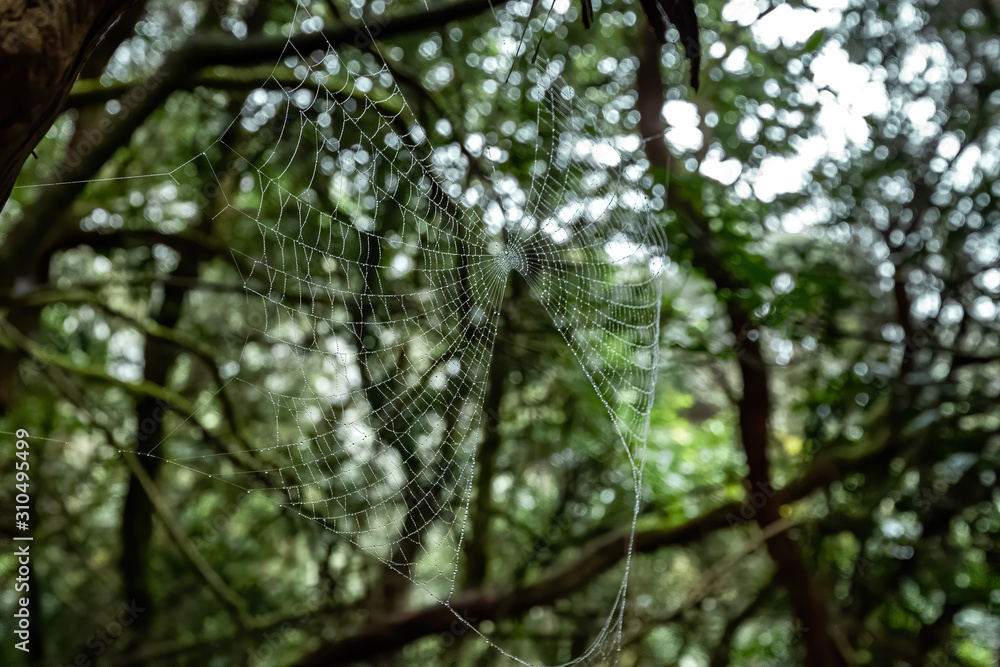 Fototapeta premium Spider cobweb with water droplets. Forest as a backgroung. Anaga, Tenerife