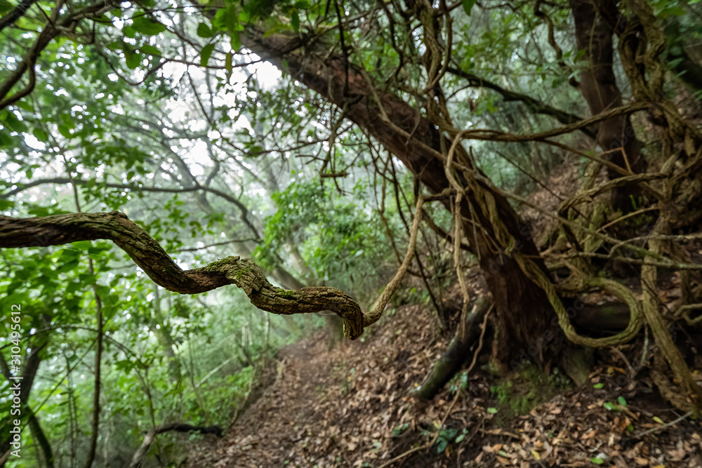Curved old tree branches with on a background of trail and trees, in the forest of Anaga, Tenerife Curved old tree branches with on a background of trail and trees, in the forest of Anaga, Tenerife