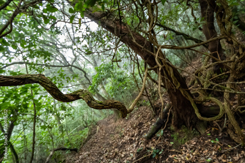 Curved old tree branches with on a background of trail and trees, in the forest of Anaga, Tenerife