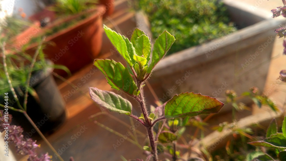 tulsi plant