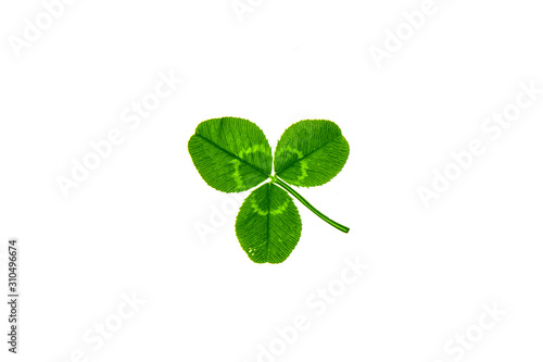 Clover plant leaves on a white background