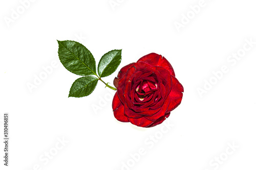 Red autumn bright rose flowers isolated on white background