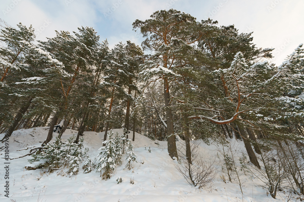 Photography of the beauty of nature within winter time. Evergreen trees had been covered by snow. Concepts of Russian extreme tourism. Photography of the beauty of nature within winter time. Evergreen trees had been covered by snow. Concepts of Russian extreme tourism.