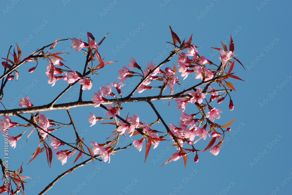 The Cherry blossom with blue sky backgroud. The Cherry blossom with blue sky backgroud.