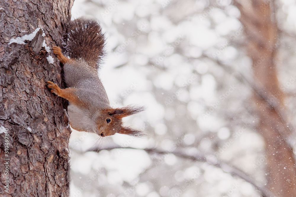 Red curious squirrel Sciurus vulgaris on a tree in the winter forest