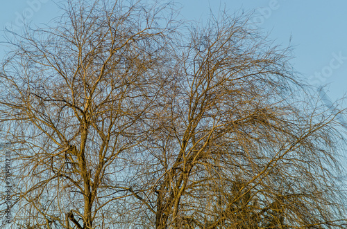 large weeping willow without leaves boughs against the sky in the light of the December sun Full frame zoom