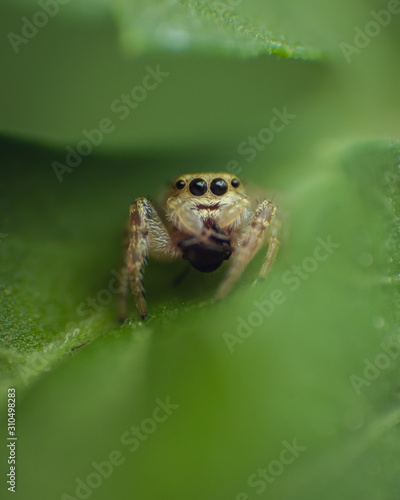 tiny jumping spider