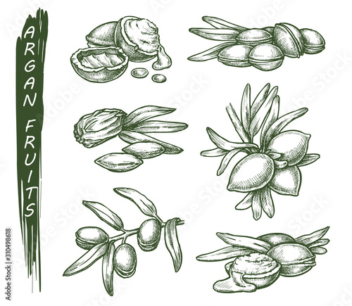 Vector sketch of argan fruits, argania tree plant