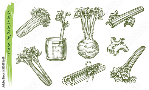 Vector sketch of celery vegetable, celeriac plant