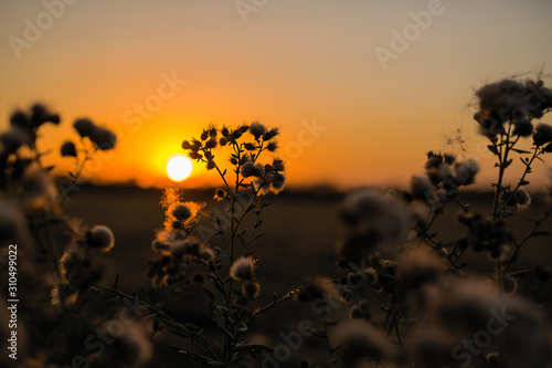 Sunset in a field with wild grass landscape.