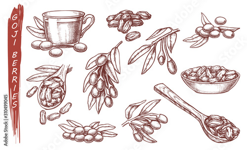 Canvastavla Vector sketch of goji berries, organic super food