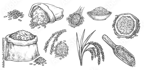 Sketch wheat grain, rye and barley flour in sack photo