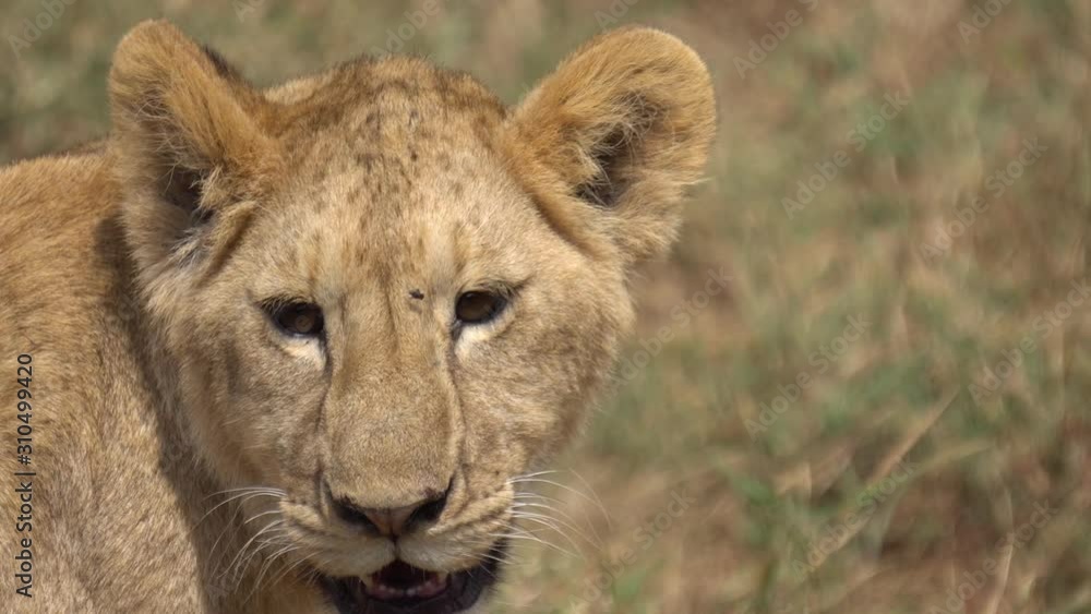 Young African Lion aka Cub Yawning Close Up. Animal in Natural Habitat, Savanna of Tanzania National Park Preserve Young African Lion aka Cub Yawning Close Up. Animal in Natural Habitat, Savanna of Tanzania National Park Preserve