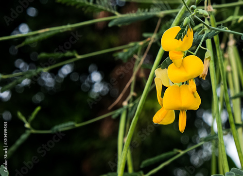 fresh yellow sesbania javanica flower hanhking on tree with green seed pod photo