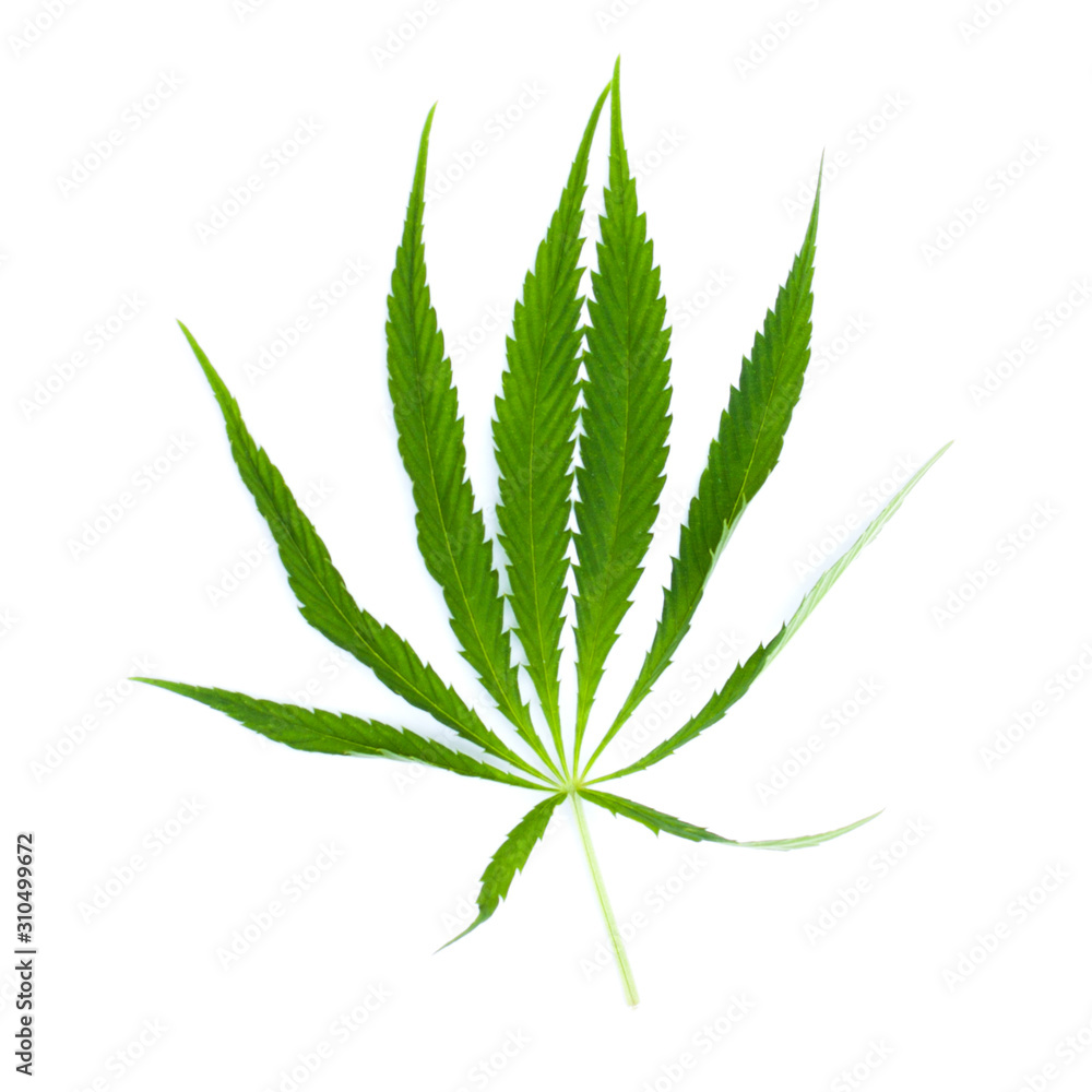 Green leaf marijuana on white. Herb object Green leaf marijuana on white. Herb object