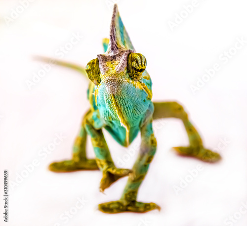 Chameleon on a white background. Exotic animal with a bright color.