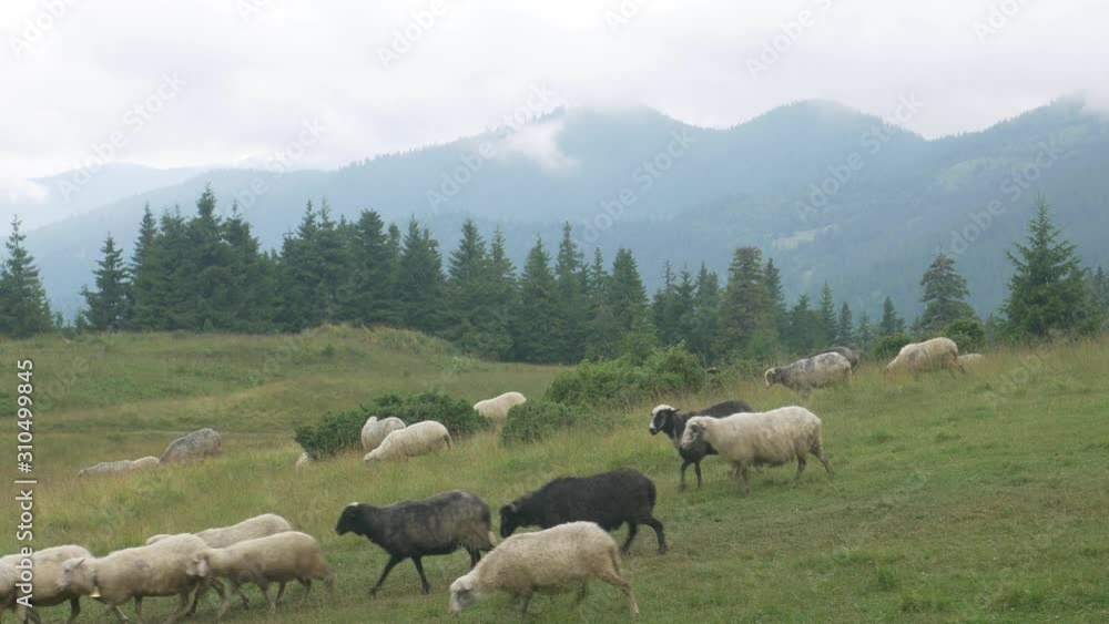 Sheep in meadow on green grass at mountains and coniferous forest landscape background. Quadrupedal mammal on graze land Sheep in meadow on green grass at mountains and coniferous forest landscape background. Quadrupedal mammal on graze land