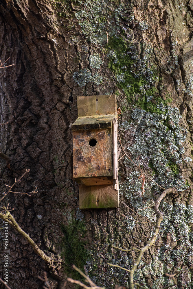 Bird House nailed to tree
