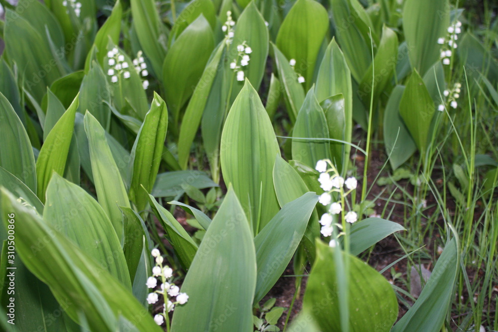 blooming white color flowers in the country blooming white color flowers in the country
