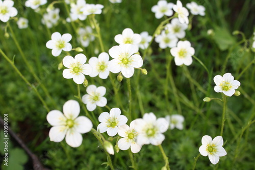 blooming white color flowers in the country
