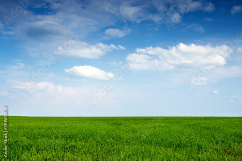Beautiful endless field of green young sprouted grass against a blue sky with large white cirrus clouds on a sunny spring warm day  summer landscape for a desktop screensaver