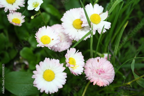 blooming white color flowers in the country