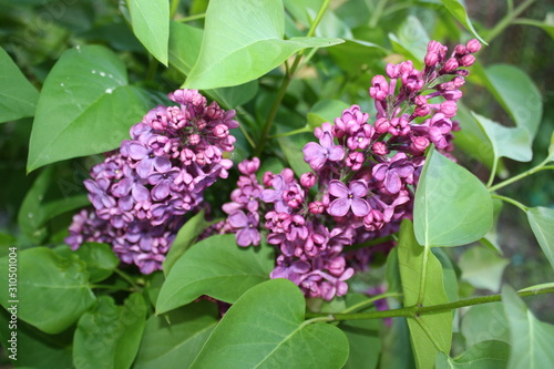 blooming beautiful lilac in the garden