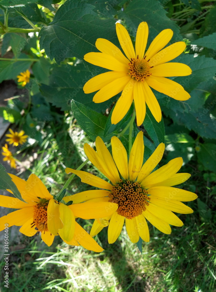 Obraz premium yellow blooming flowers in the country