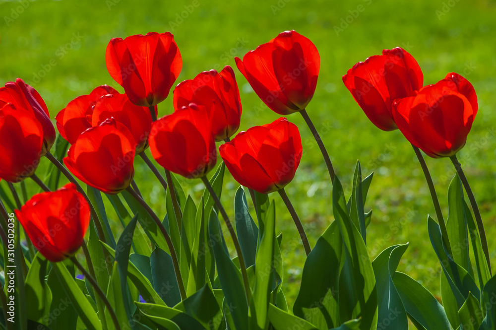 Tulpen