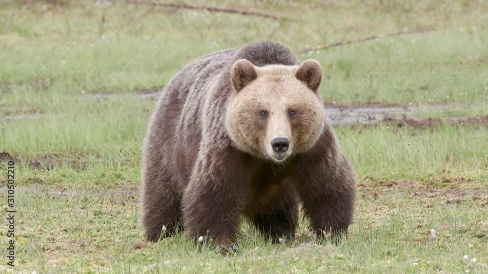 brown bear animal front view watching direct into camera brown bear animal front view watching direct into camera