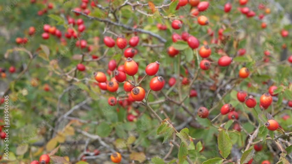 Rose hips on branches in autumn Rose hips on branches in autumn