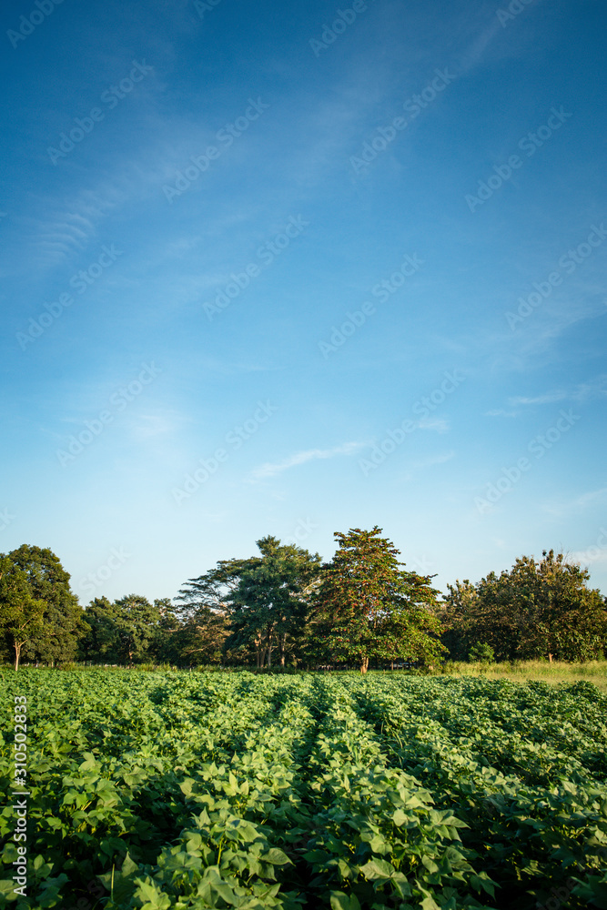 Cultivos en Montería Cordoba, cielo azul y paisajes de agricultura