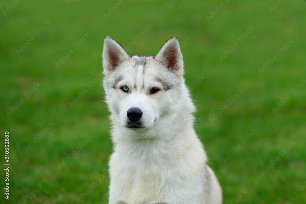 Dog breed Siberian husky