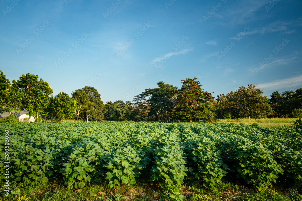 Cultivos en Montería Cordoba, cielo azul y paisajes de agricultura