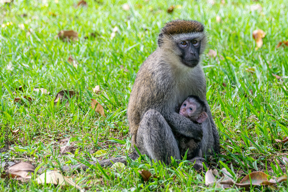 Vervet monkey (Chlorocebus pygerythrus) with newborn baby, Entebbe, Uganda