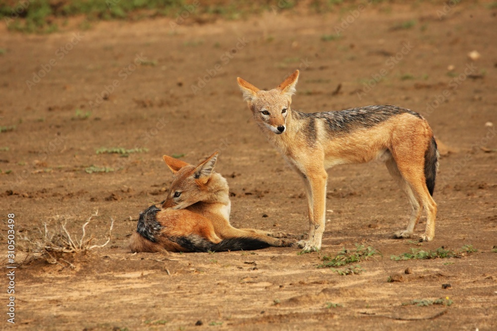 The pair of black-backed jackal (Canis mesomelas) playing close to the waterhole in Kalahari desert. The pair of black-backed jackal (Canis mesomelas) playing close to the waterhole in Kalahari desert.