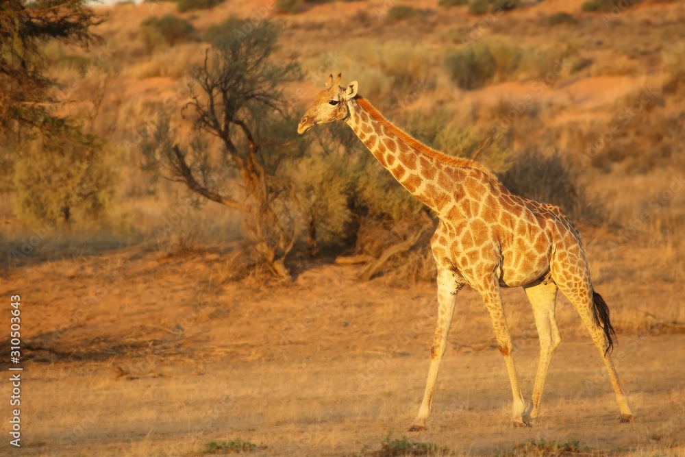 Obraz premium Giraffe (Giraffa camelopardalis giraffa) walkingon sand in Kalahari desert