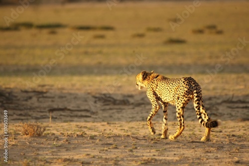 The cheetah  Acinonyx jubatus  feline walking across the sand way in Kalahari desert in the evening sun.