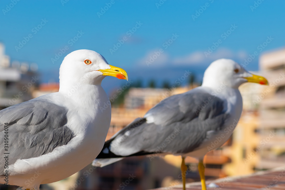 Obraz premium Seagull portrait